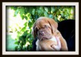 /album/galleria-foto-galleria-fotografica-dogue-de-bordeaux/a10-ciccio-185-jpg1/